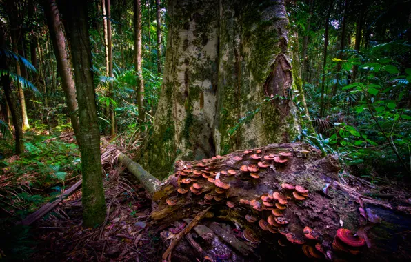Picture forest, tree, thickets, mushrooms, trunk