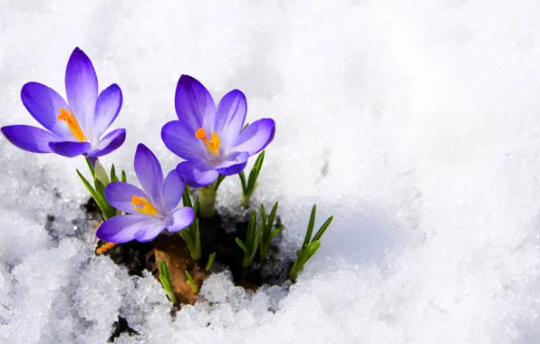 Picture purple, macro, snow, flowers, spring, crocuses, buds, flowers, primrose, snow, macro, spring, violet, primrose, сrocus