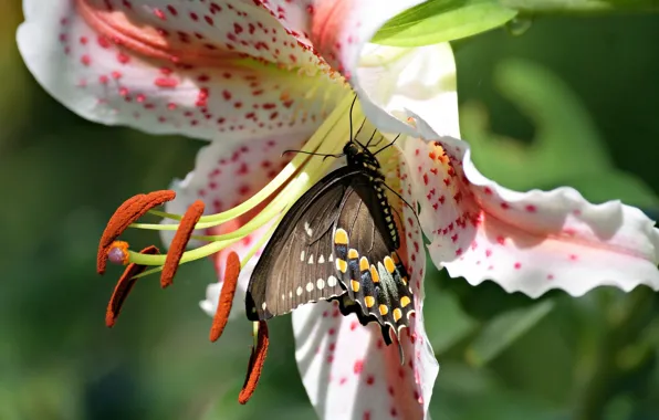 Picture flower, macro, butterfly, Lily, stamens, Papilio polyxenes