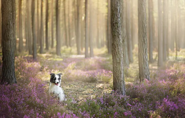 Picture forest, look, each, dog