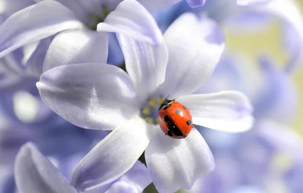 Picture flower, nature, ladybug, petals, insect