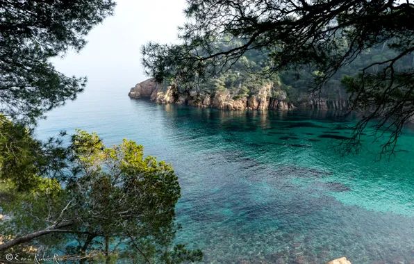 Picture sea, trees, branches, rocks, shore, Bay, Spain, Costa Brava, Girona