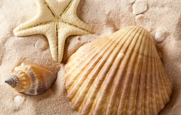 Picture sand, sea, summer, shell, starfish, summer, sea, sand, shells, starfish