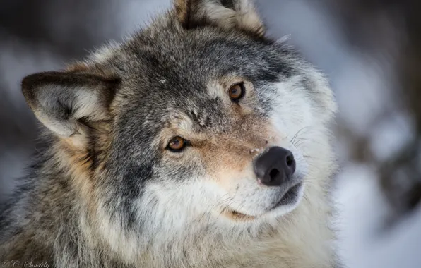 Picture look, face, grey, wolf, portrait, predator