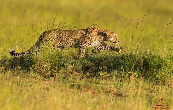 Picture predator, leopard, Savannah, hunting