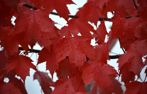 Picture autumn, leaves, water, drops, Rosa, rain, maple