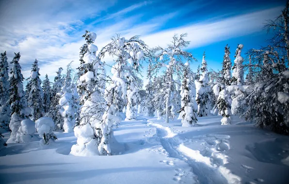 Picture winter, forest, snow, trees, traces, path, Finland, Finland, Lapland, Lapland