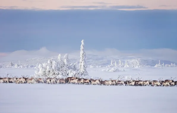 Picture winter, snow, deer