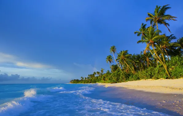 Picture palm trees, shore, The Maldives