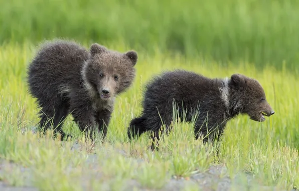 Picture grass, bears, kids, bears, cubs