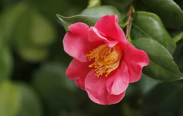 Picture macro, branch, Camellia