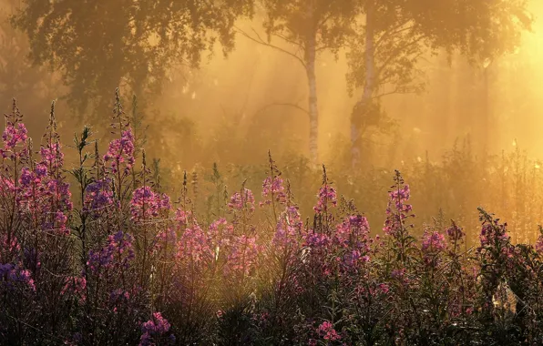 Picture grass, rays, trees, flowers, fog, Morning, birch