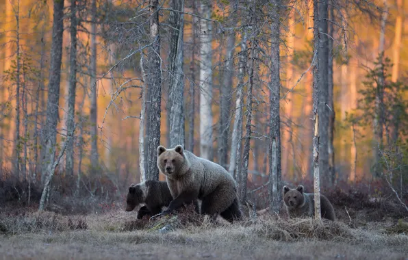 Picture forest, bears, wildlife