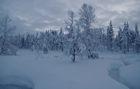 Picture winter, forest, snow, trees, stream, the snow, Finland, Finland, Lapland, Lapland, Saariselkä, Saariselkä