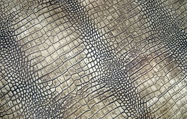Picture leather, crocodile, texture, leather, crocodile, skin
