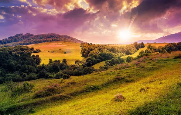 Picture the sun, trees, flowers, nature, hills, clearing, trees, nature, flowers, sun, hills, meadow, lawn