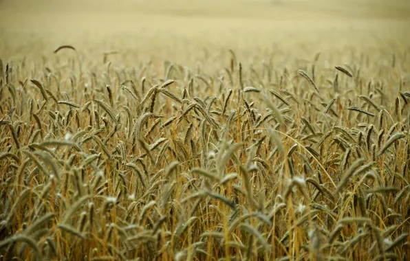 Picture wheat, field, stems, wheat field