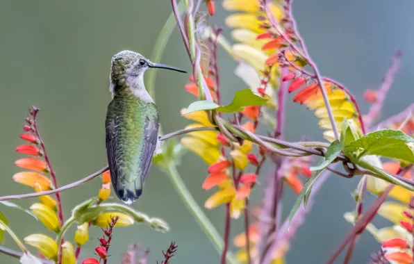 Picture nature, bird, paint, plant, beak, Hummingbird