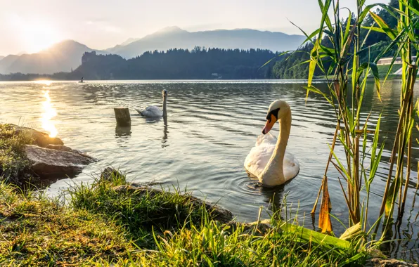 Picture grass, sunset, mountains, birds, lake, pair, reed, swans