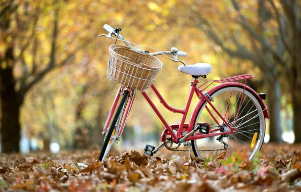 Picture leaves, bike, street