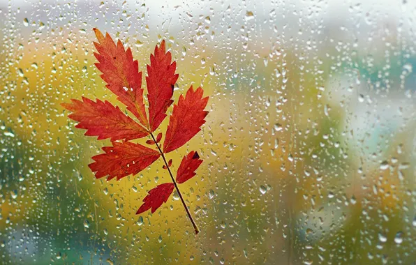 Picture autumn, glass, drops, macro, sheet, rain, window