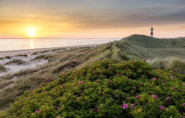Picture sea, beach, summer, flowers, sunrise, lighthouse, morning