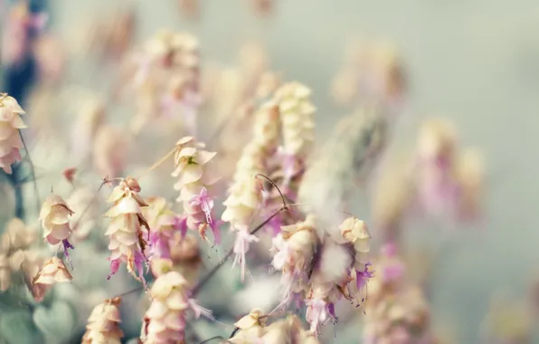 Picture Flowers, bouquet, blur