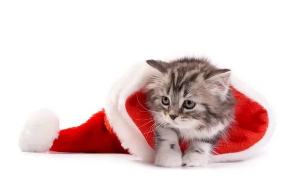 Picture cat, Christmas, New year, christmas, new year, cat, santa hat, Santa hat