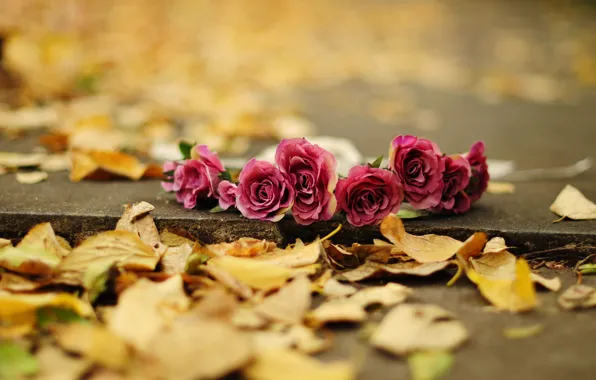 Picture autumn, leaves, flowers, background, earth, widescreen, Wallpaper, rose, roses, yellow, wallpaper, flowers, flower, widescreen, background, …