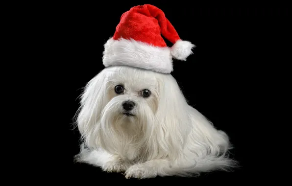 Picture animals, red, holiday, new year, Christmas, dog, puppy, Santa, white, black background, lapdog, cap