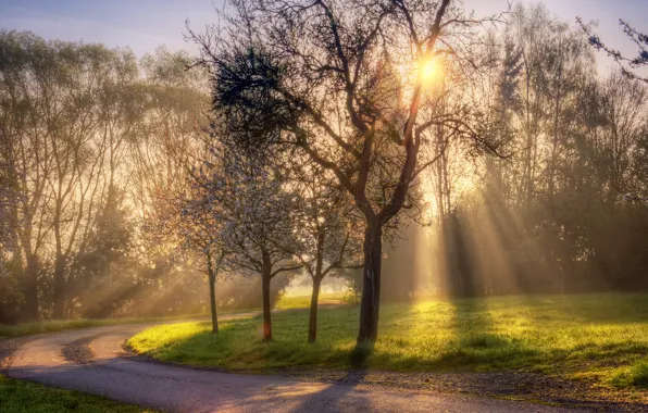Picture road, the sun, rays, nature, spring, CBE