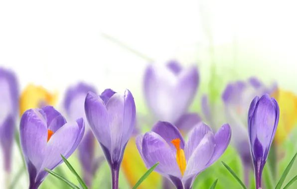 Picture leaves, spring, crocuses, white background, lilac