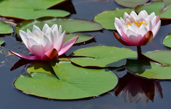 Picture leaves, water, reflection, water lilies, Nymphaeum, water Lily