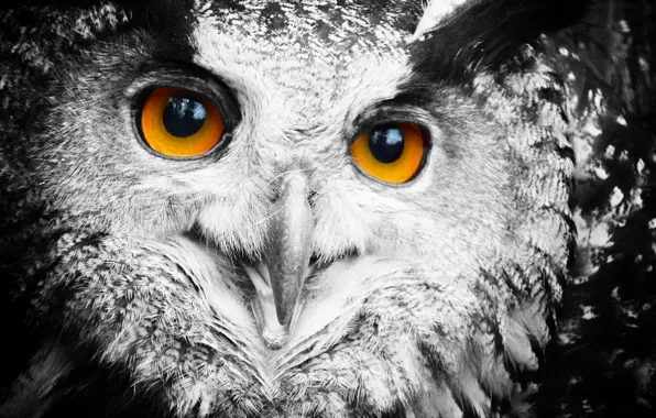 Picture eyes, owl, feathers, owl