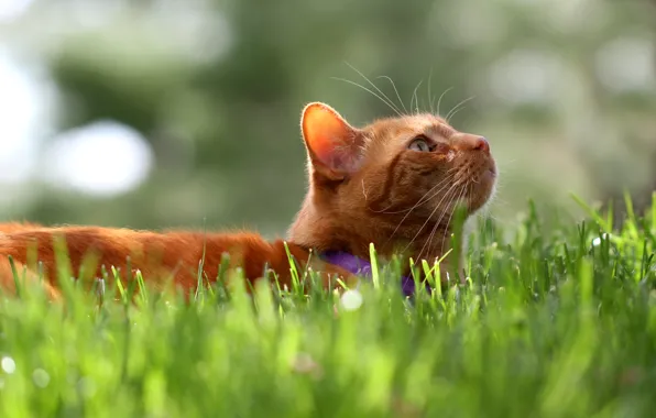 Picture grass, cat, Koshak, red, Tomcat