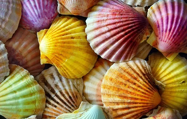 Picture macro, texture, shell, colorful