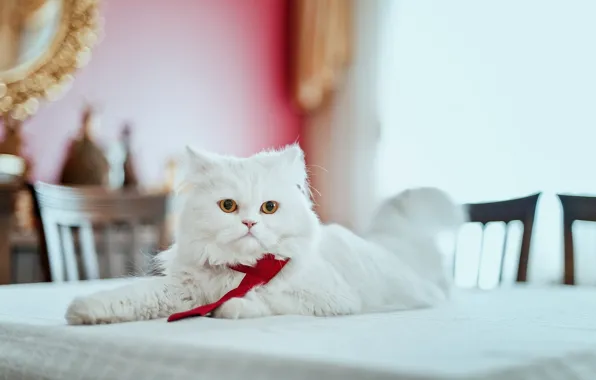 Picture cat, look, fluffy, pers, tie, on the table, Persian cat