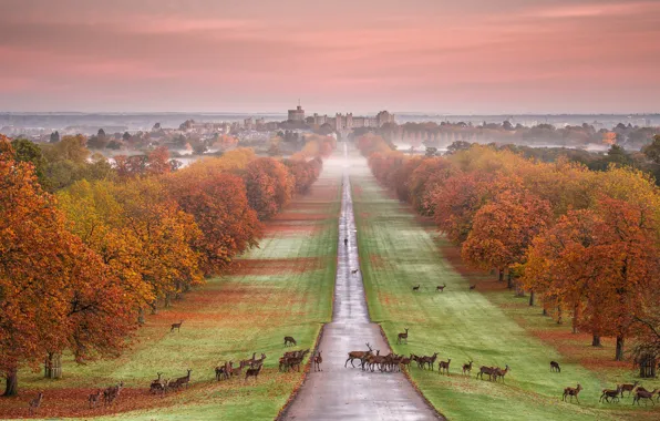 Picture autumn, animals, trees, Park, castle, England, deer, Palace
