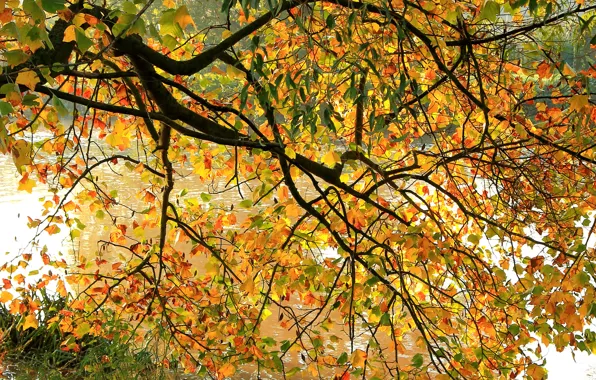 Picture autumn, leaves, branches, river, tree