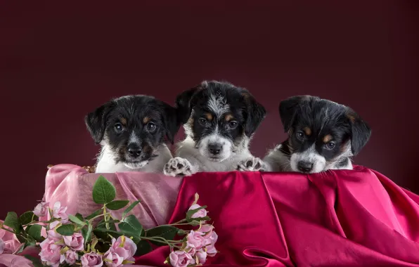 Picture dogs, flowers, puppies, trio, Trinity, The Belgian Griffon