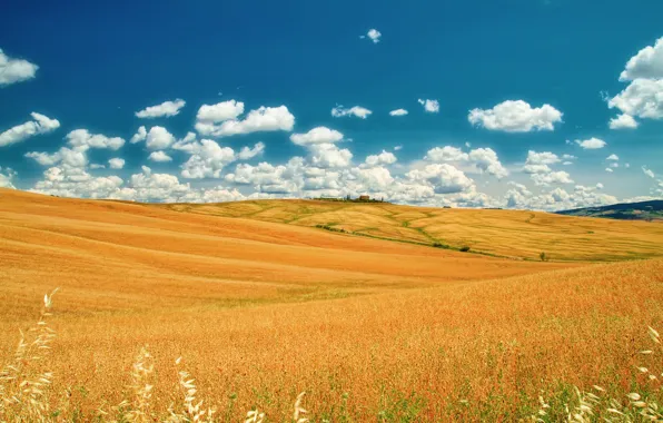 Picture field, summer, the sky, clouds, Italy, June, Tuscany