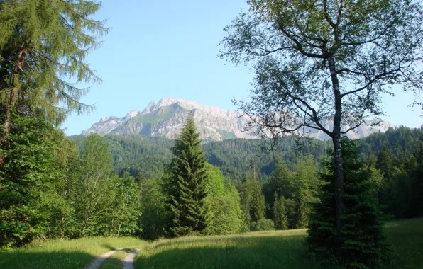 Picture road, summer, grass, trees, landscape, mountains, nature, spruce, Switzerland, Lucerne Kriens