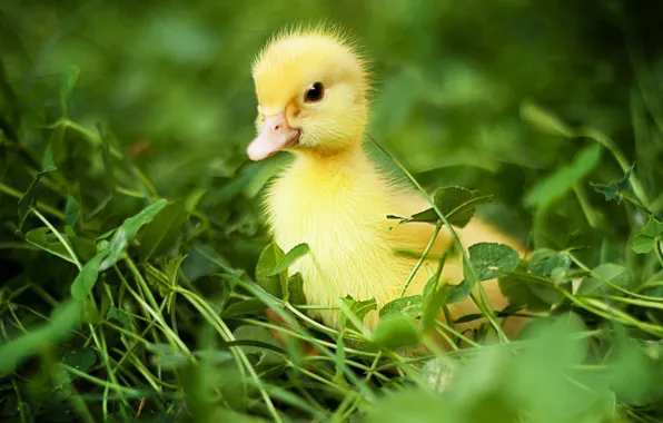 Picture greens, grass, birds, nature, duck, duck, chick, Chicks, Anna Levankova, chick