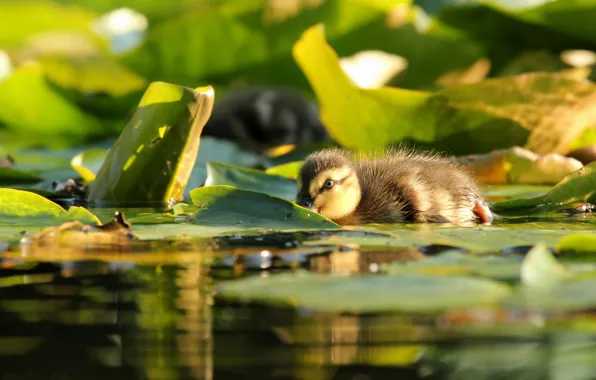 Picture leaves, water, duck, chick