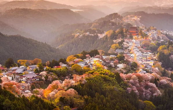 Picture trees, mountains, spring, Japan, Sakura, flowering