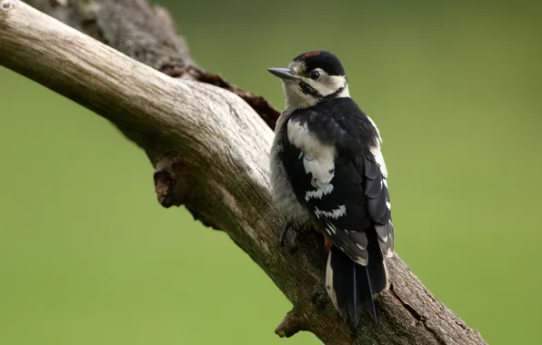 Picture bird, woodpecker, log