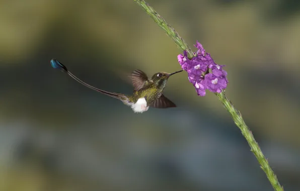 Picture flowers, nature, bird, Hummingbird, bird, gladiolus, Hummingbird-maker, Hummingbird-acetochlor upland