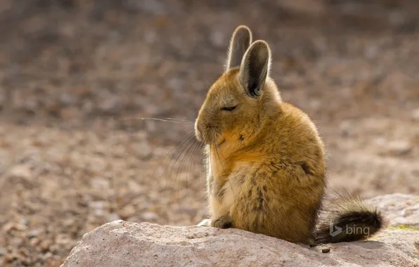 Picture fur, ears, rodent, South America, mammal, mountain viscacha