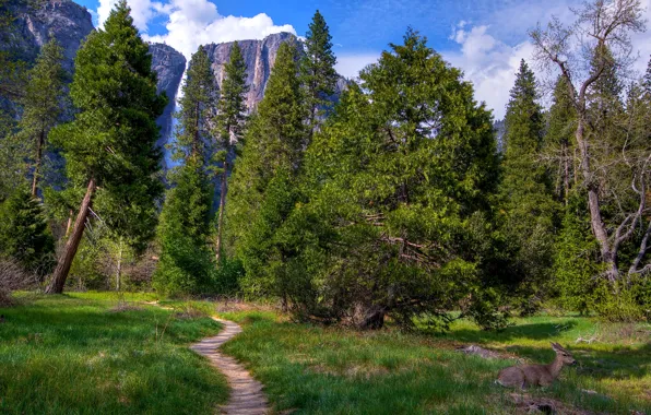 Picture greens, forest, grass, trees, mountains, rocks, glade, waterfall, CA, USA, path, Yosemite national Park, Yosemite …