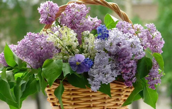 Picture flower, flowers, violet, basket, lilac, whitr, lilacs